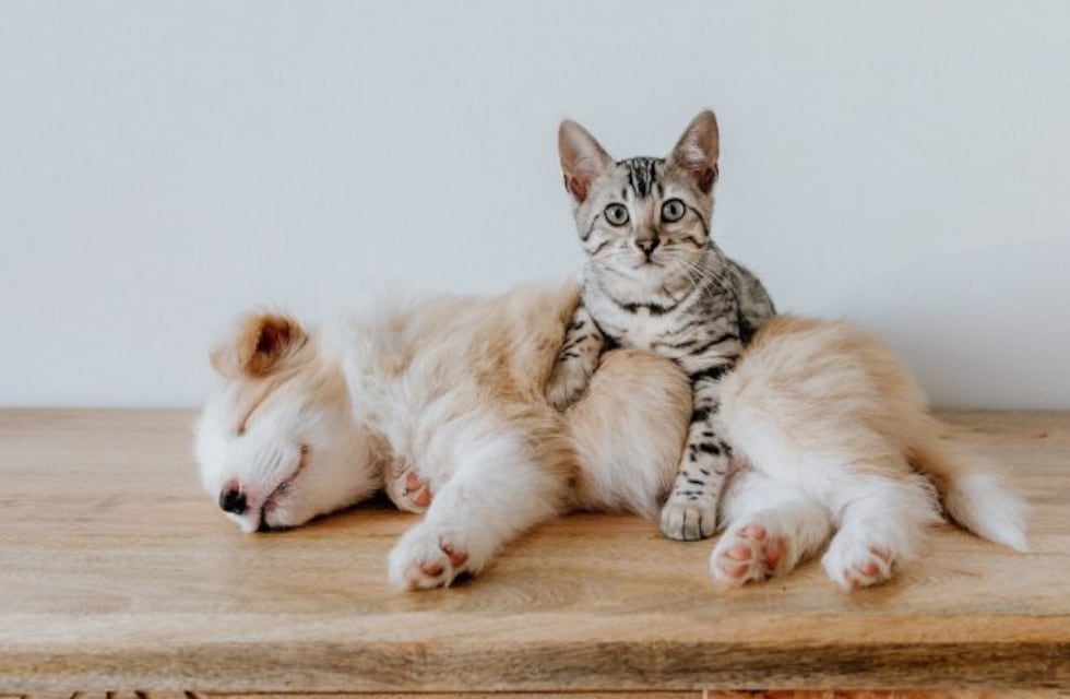 Enfermedades más comunes de nuestras mascotas en invierno