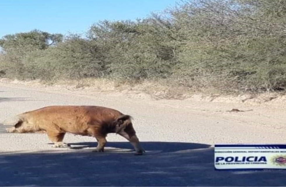 Traslasierra: deambulaba por la ruta y se lo llevó la Policía