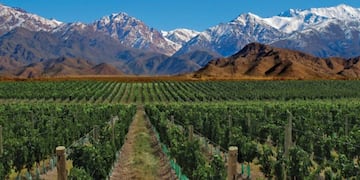Viñedos de Mendoza