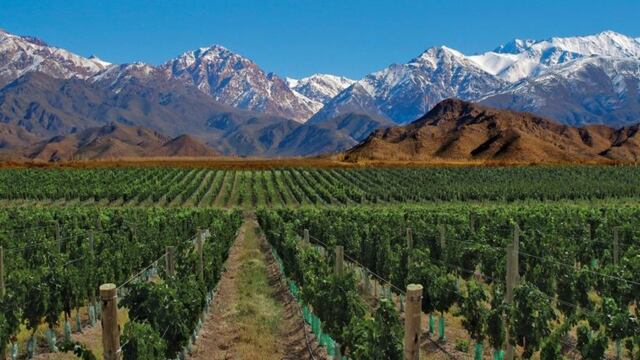 Viñedos de Mendoza