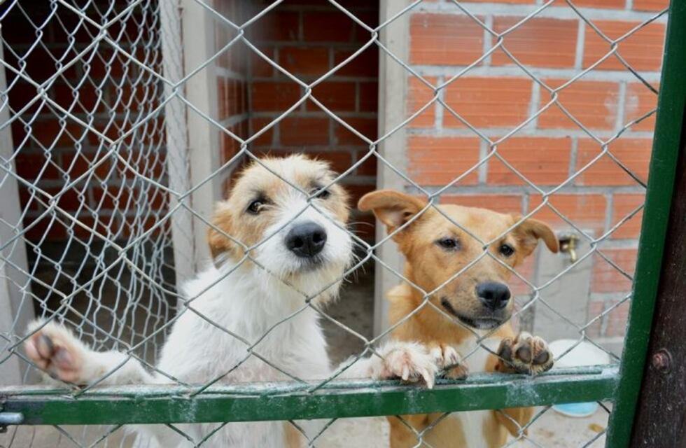 Ediles de Eldorado estudiarán la posibilidad de abrir un Refugio Canino Municipal