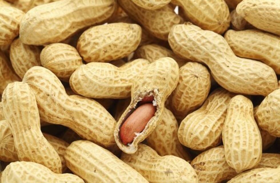Aseguran que el maní cordobés es el más dulce del mundo