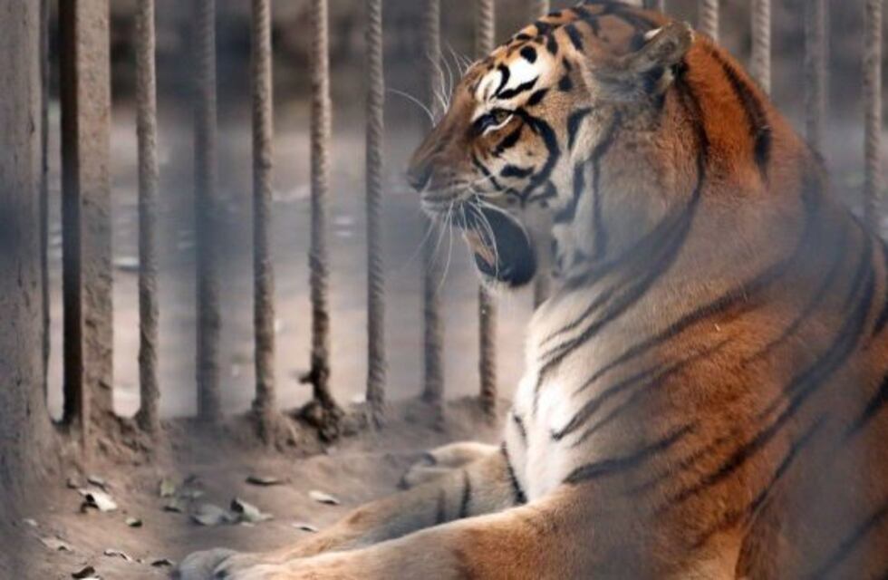 La municipalidad asegura que en 60 días los leones y tigres serán trasladados a África