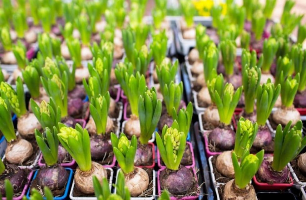 Llegó la hora de plantar bulbos en tu jardín