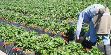 También se incrementó la cantidad de monitoreadores capacitados y entrenados