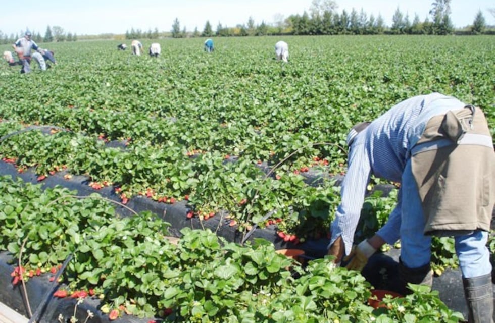 El Gobierno aportará $40 millones para el Programa Fitosanitario Frutícola de Neuquén
