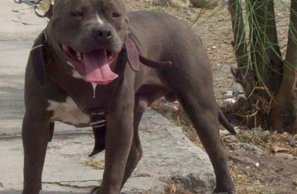 Murió una anciana que había sido atacada por un pitbull
