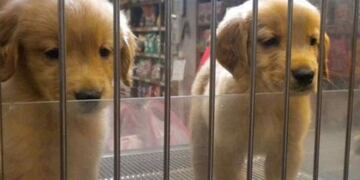 Prohíben exhibir animales en vidrieras