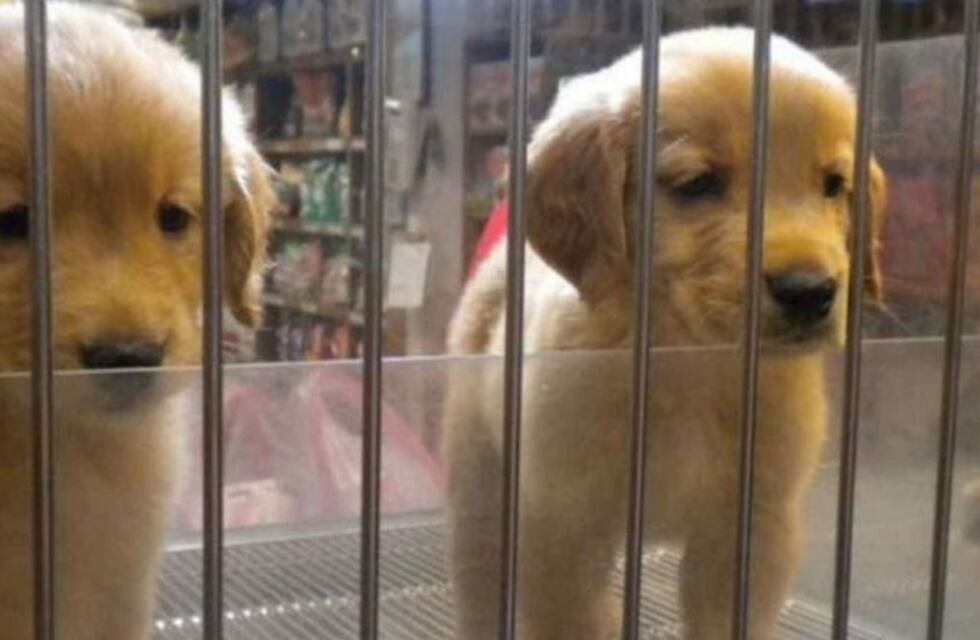 Avanza el proyecto de ley que busca prohibir la exhibición de animales en vidrieras