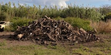 Animales faenados\u002E
