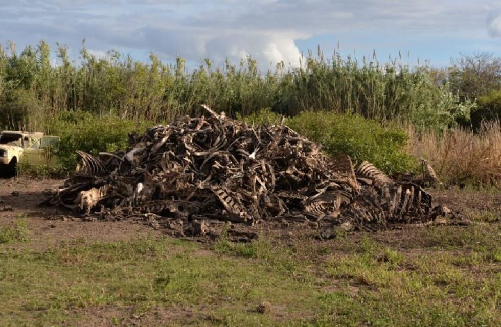 Productor confesó que la banda desbaratada le compraba animales muertos