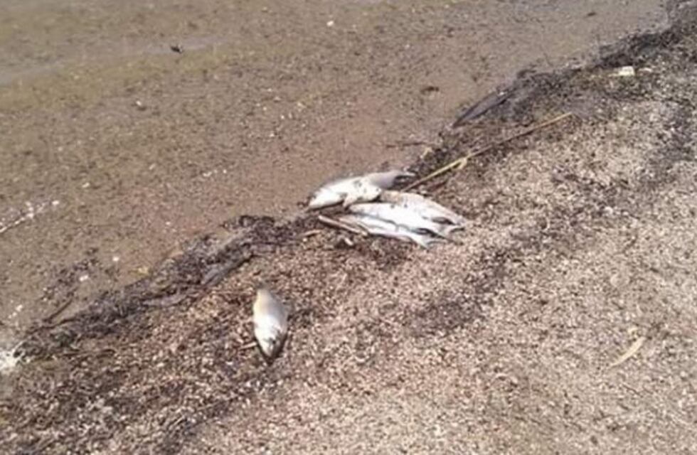 Crítica situación de la laguna La Helvecia en Canals: aparecieron peces muertos