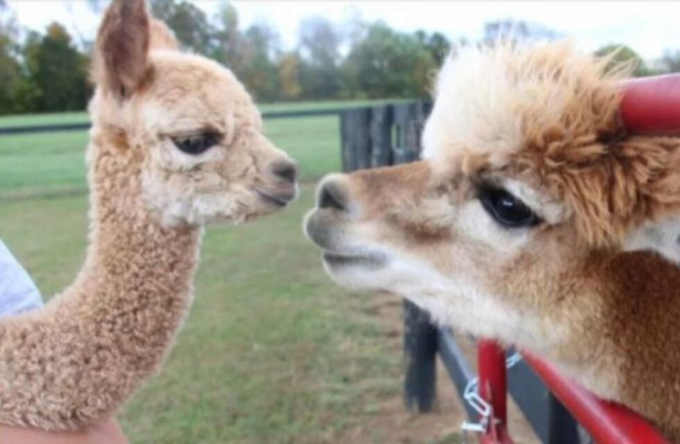 Encontraron varios animales exóticos en la chacra de Marcelo Balcedo