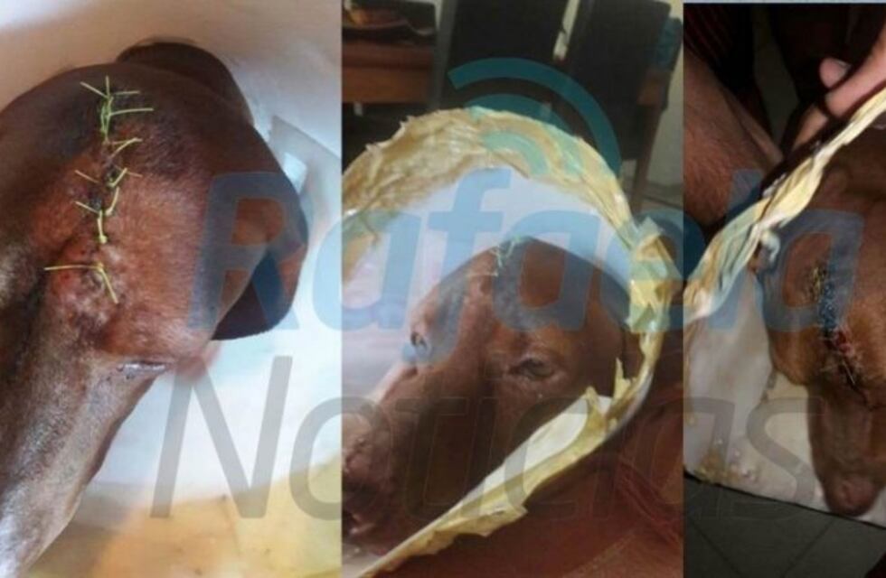 Hombre acusado de golpear con una maza a su perro deberá donar una importante suma de dinero a una protectora