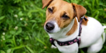 Una familia de Inglaterra vende a su perro de raza Jack Russell para preservar los sillones nuevos de la casa