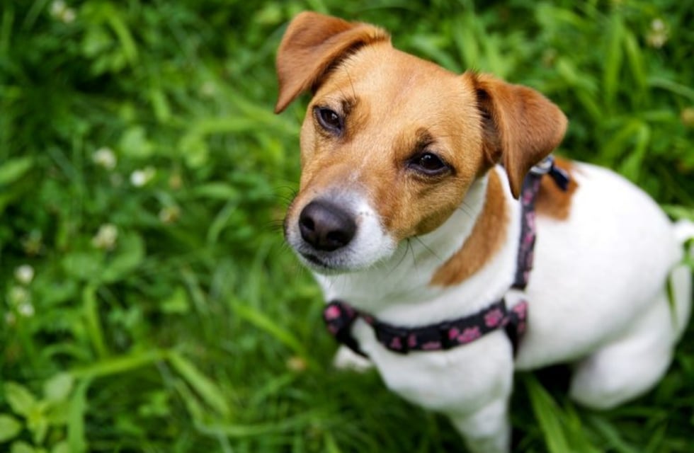 Venden a su perrita porque "renovaron los sillones de la casa"