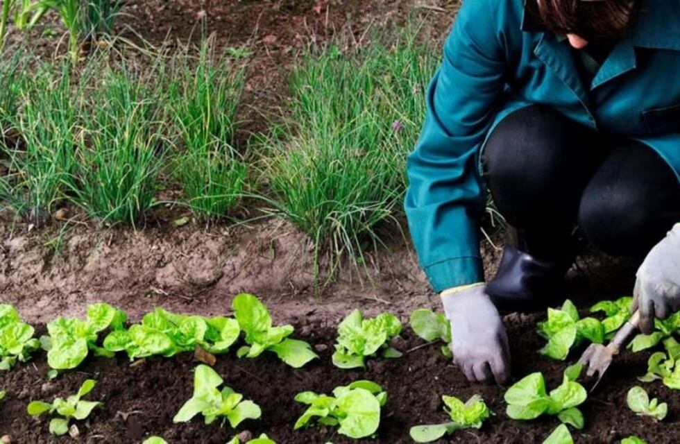 Jornada de ganadería, horticultura y agricultura ecológica en Quetrequén