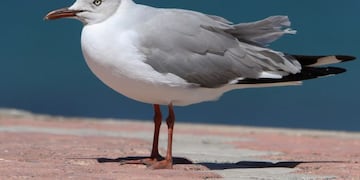 Gaviota de capucho gris en Parque Bicentenario