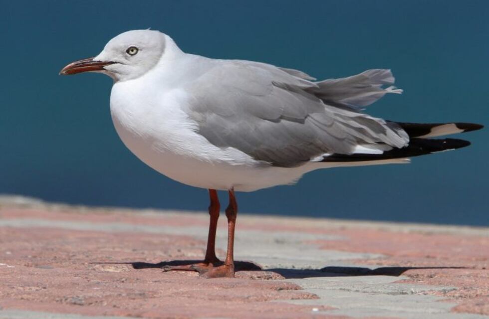 Por segunda vez encontraron una gaviota de la Costa Atlántica en Salta
