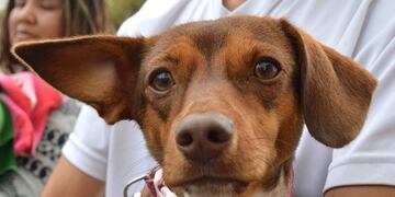 Adopción responsable y cuidados sanitarios 
Imagen ilustrativa