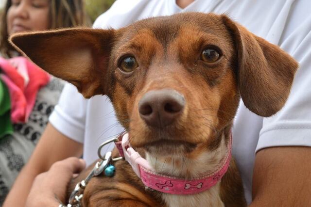 Adopción responsable y cuidados sanitarios
Imagen ilustrativa