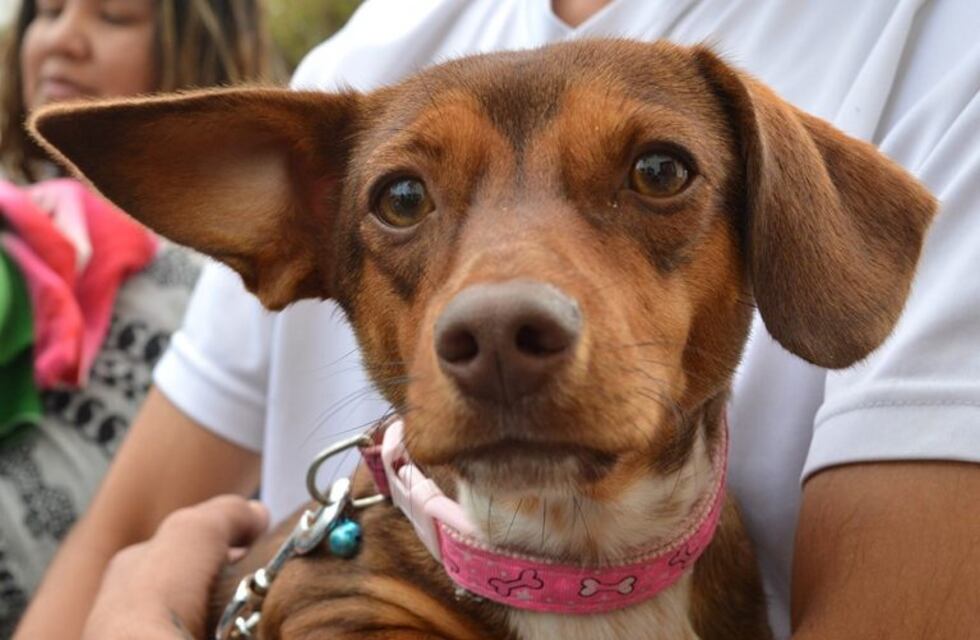 Conocé el cronograma de castraciones y vacunaciones en Salta