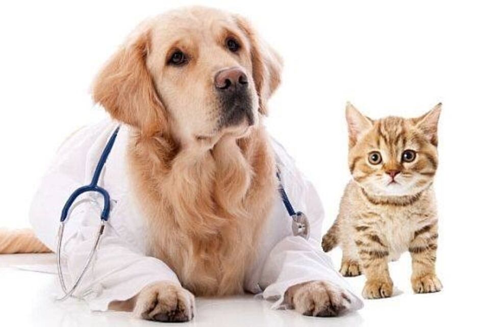 Insólito: por tener mascotas, vecinos de un barrio privado deben pagar un "extra"