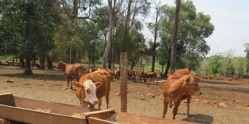 Andresito: engorde de ganado a corral\u002E (Miguel Angel Garcete)