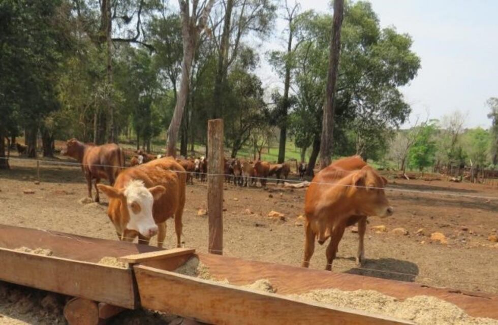 En Andresito progresa el engorde de ganado en feedlot