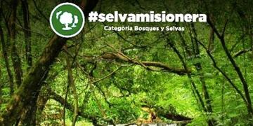 Selva Misionera
