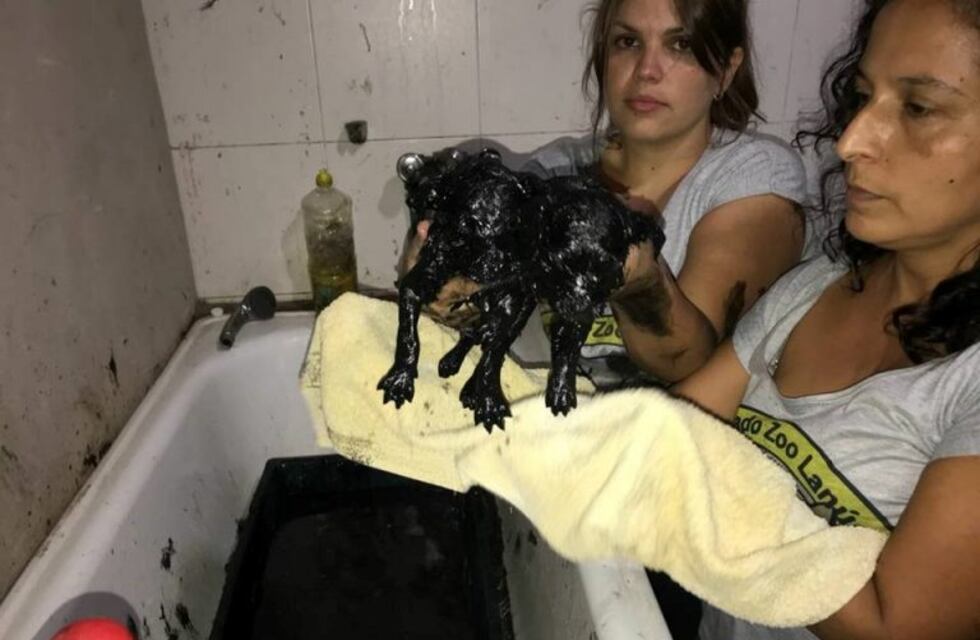 Rescataron a cinco cachorros de un pozo lleno de brea y basura
