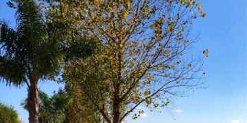 Árbol otoñal en la costanera de Villa Carlos Paz\u002E (Foto: Municipal)\u002E