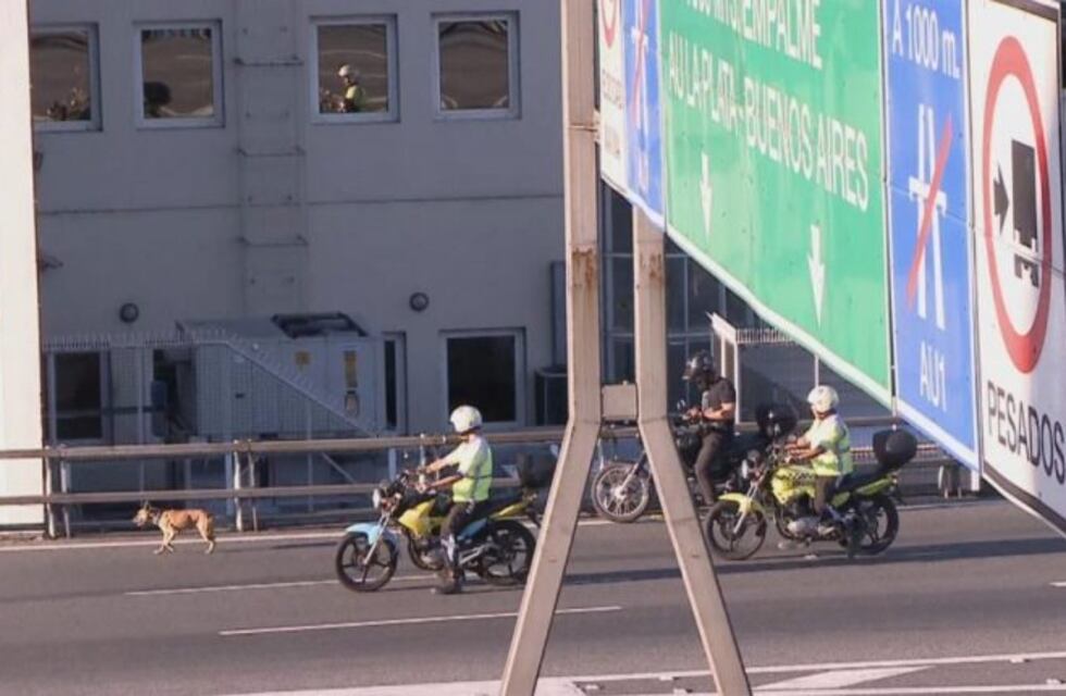 Abandonaron a un perro en plena Autopista 25 de Mayo