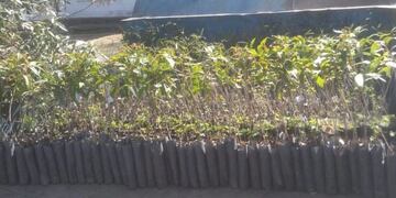 Sumaron 2600 árboles nativos al vivero municipal de Carlos Paz