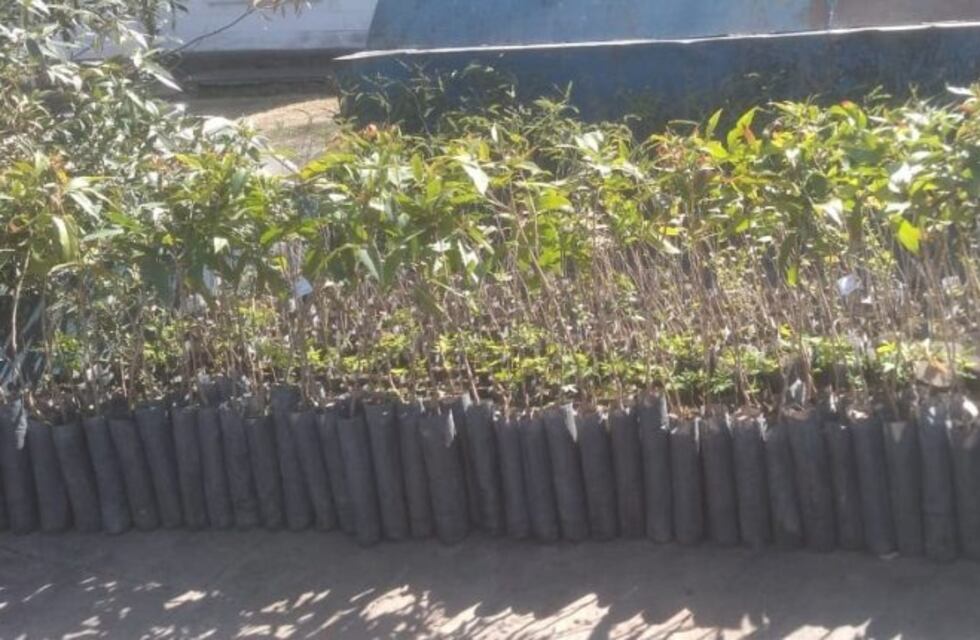 Sumaron 2600 árboles nativos al vivero municipal de Carlos Paz