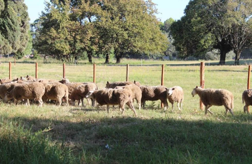 Impactante: nació en San Pedro una oveja que tiene una cabeza y dos cuerpos