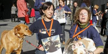 En Oberá piden ayuda para proteger a animales abandonados\u002E (EFE imagen ilustrativa)