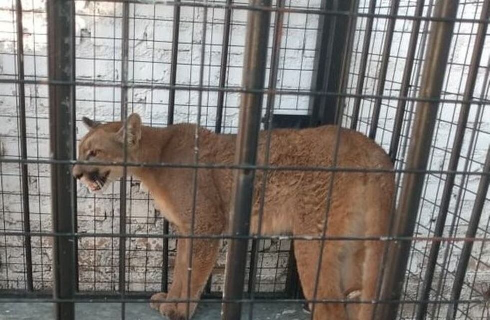 Atraparon a un puma que entró en una vivienda en Río Primero