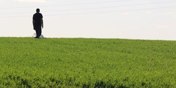 Plantación - Ramiro Bustinza