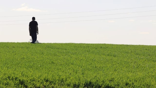 Plantación - Ramiro Bustinza