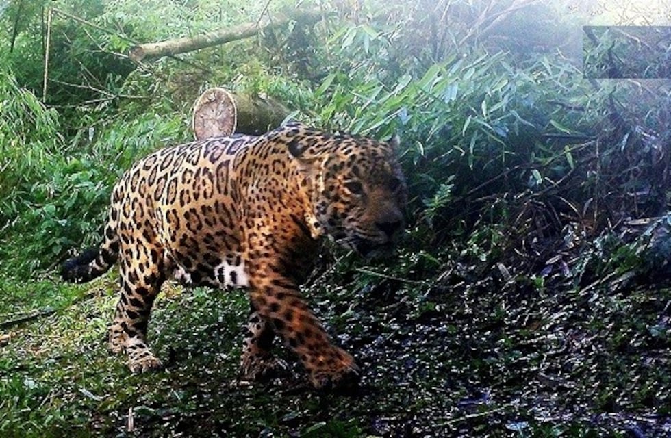 Fotografiaron a un gran yaguareté macho en Misiones
