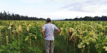 Plantación de tabaco\u002E Imagen ilustrativa\u002E