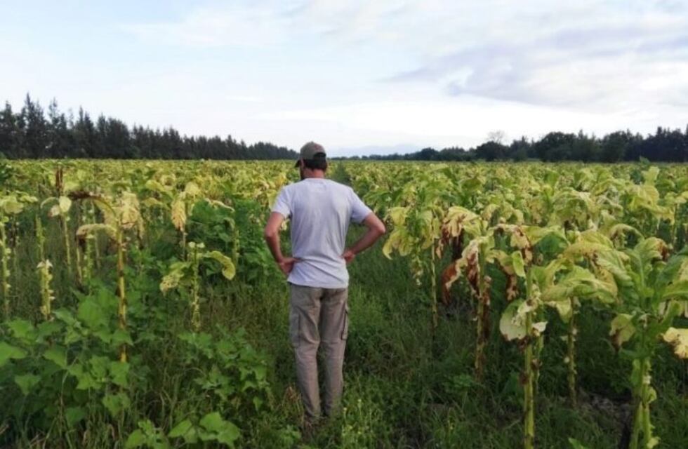 Depositan $ 350 millones por tabaco Burley y Criollo a 16.400 colonos
