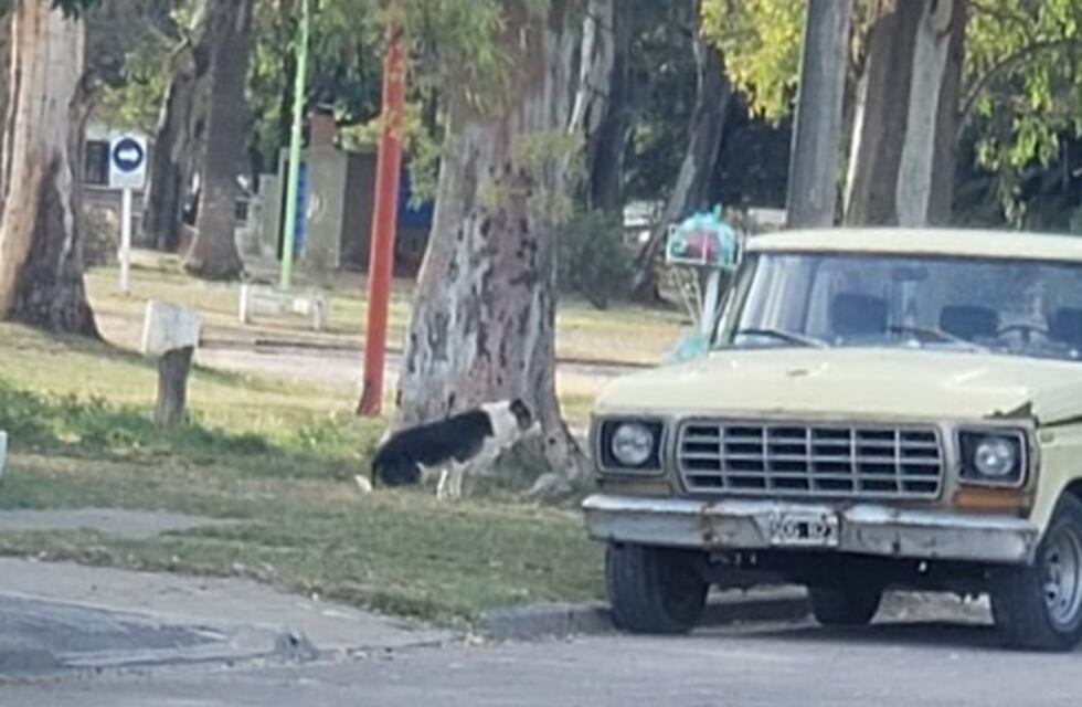 Denunció que un perro de la calle le "desgarró" una parte de su pierna