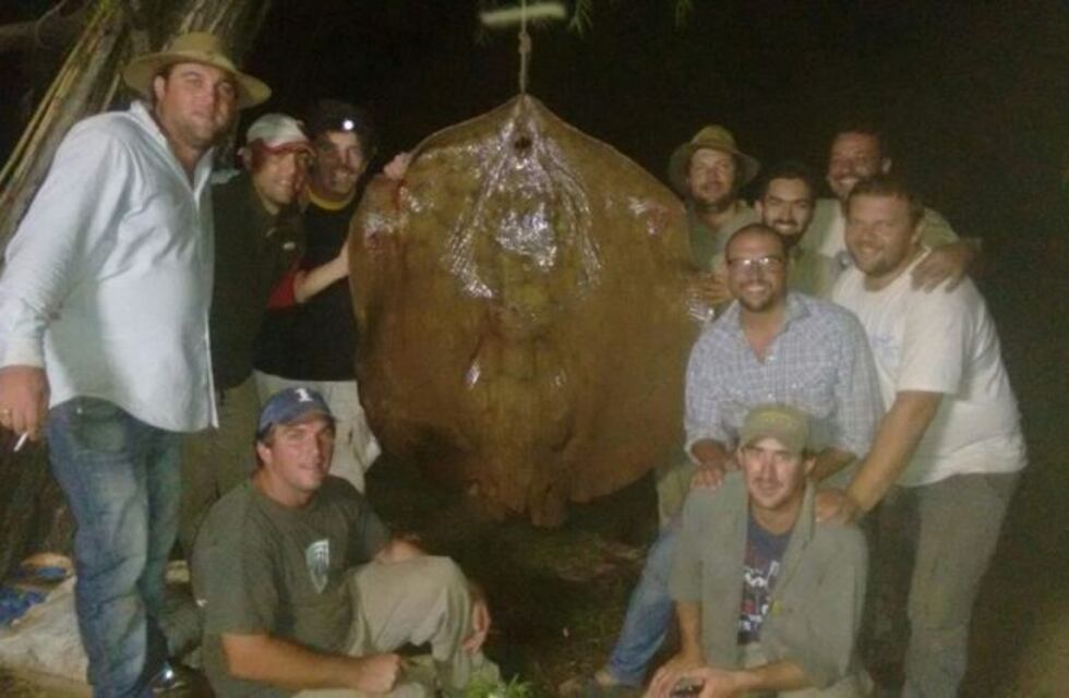 Creyó que había enganchado un pez gordo y terminó sacando una raya de 150 kilos con sus amigos
