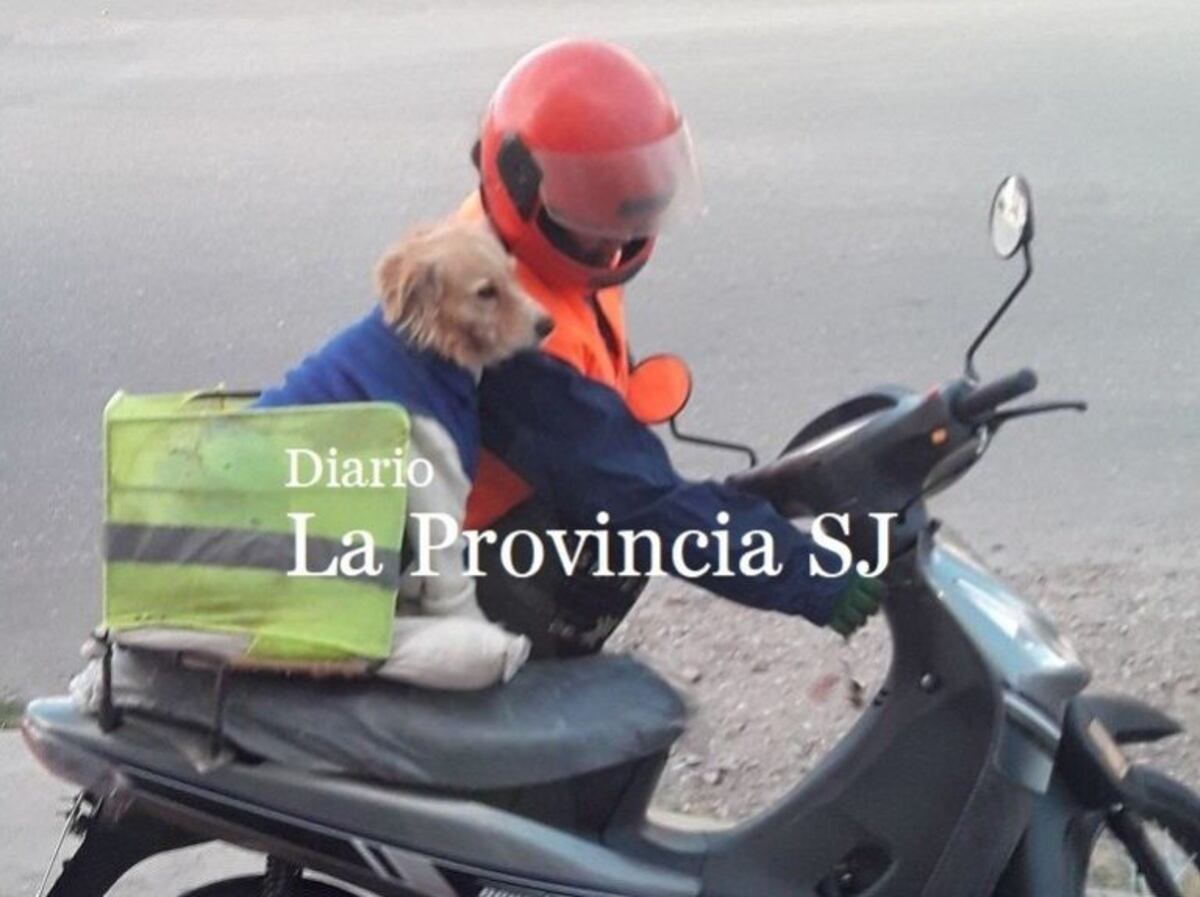 El perro tiene chaleco refractario\u002E