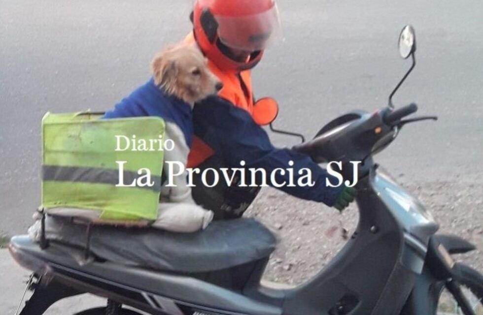 El video de un perrito viajando en moto enternece las redes