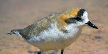 Chorlito Andino (eBird)