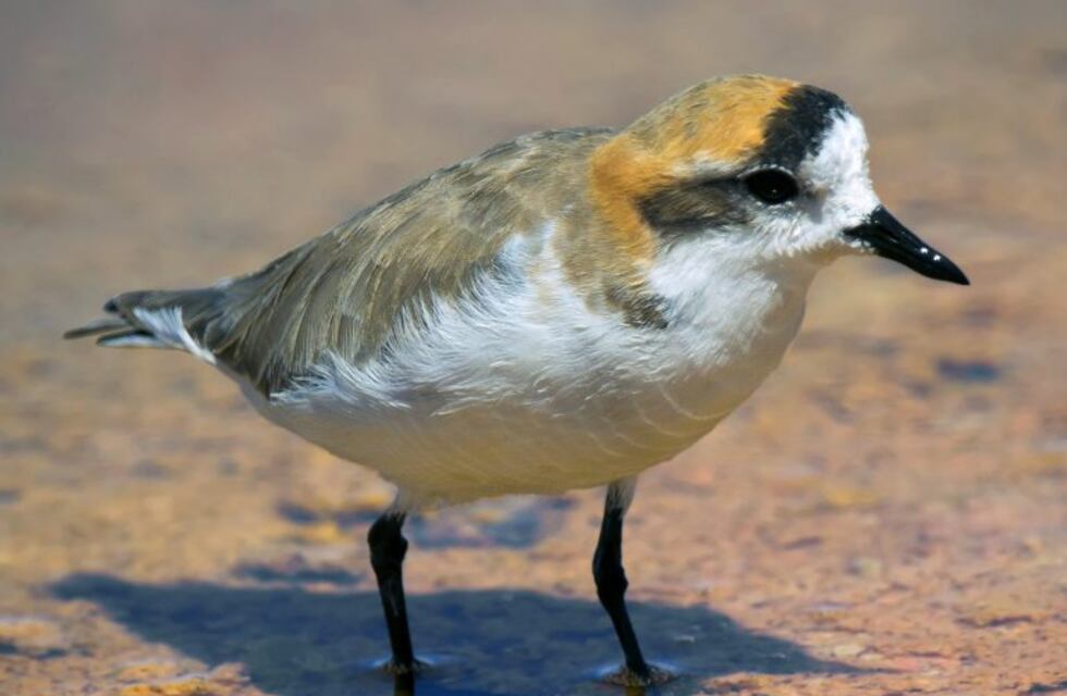 Hoy podés ser parte del certamen del Gran Día de la Observación de Aves