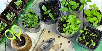 Huerta agroecológica domiciliaria y urbana